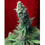 Blackdance Feminizada Reggae Seeds
