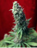 Blackdance Feminizada Reggae Seeds
