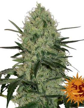 Tangerine Dream Autofloreciente Barney's Farm