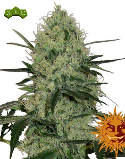 Tangerine Dream Autofloreciente Barney's Farm
