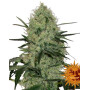 Tangerine Dream Autofloreciente Barney's Farm