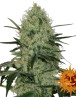 Tangerine Dream Autofloreciente Barney's Farm