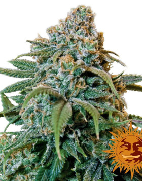 Liberty Haze Feminizada Barney's Farm