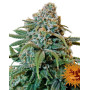 Liberty Haze Feminizada Barney's Farm