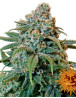 Liberty Haze Feminizada Barney's Farm