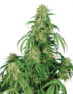 Calamity Jane Autofloreciente Buddha Seeds