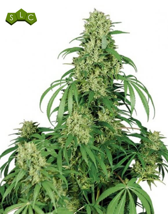 Calamity Jane Autofloreciente Buddha Seeds