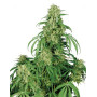 Calamity Jane Autofloreciente Buddha Seeds