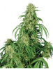 Calamity Jane Autofloreciente Buddha Seeds
