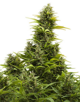 Medikit CBD Autofloreciente Buddha Seeds