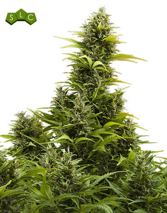 Medikit CBD Autofloreciente Buddha Seeds