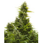 Medikit CBD Autofloreciente Buddha Seeds