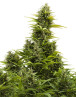 Medikit CBD Autofloreciente Buddha Seeds