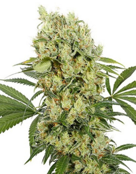 Medikit CBD Feminizada Buddha Seeds