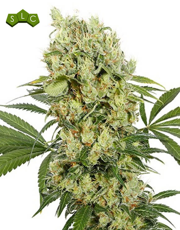 Medikit CBD Feminizada Buddha Seeds