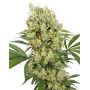 Medikit CBD Feminizada Buddha Seeds