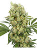 Medikit CBD Feminizada Buddha Seeds