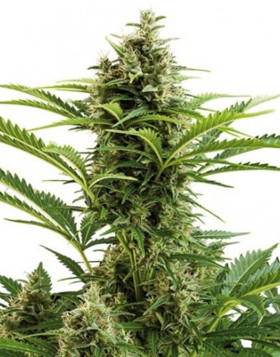 Vesta Autofloreciente Buddha Seeds