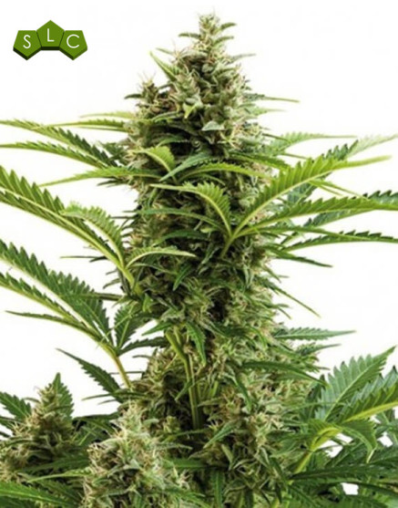 Vesta Autofloreciente Buddha Seeds