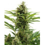Vesta Autofloreciente Buddha Seeds