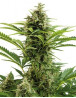 Vesta Autofloreciente Buddha Seeds