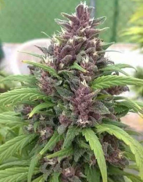 Comprar Chitral Feminizada Cannabiogen