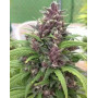 Chitral Regular Cannabiogen