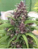 Chitral Regular Cannabiogen