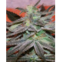 Panamá DC Feminizada Cannabiogen