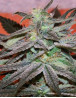 Panamá DC Feminizada Cannabiogen