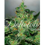 Critical X Jack Herer Autofloreciente Delicious Seeds
