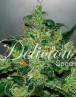 Critical X Jack Herer Autofloreciente Delicious Seeds