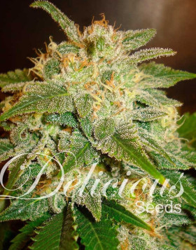 La Bella Afrodita Feminizada Delicious Seeds