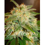 La Bella Afrodita Feminizada Delicious Seeds