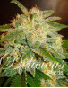 La Bella Afrodita Feminizada Delicious Seeds