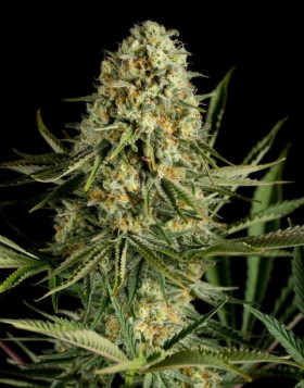 Critical Cheese Feminizada Dinafem