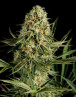 Critical Cheese Feminizada Dinafem