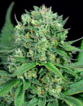 Cheese CBD Feminizada Dinafem