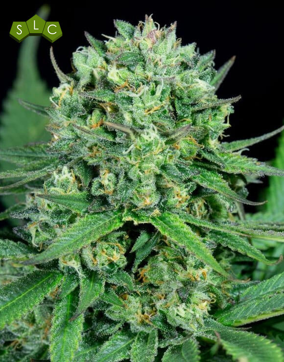 Cheese CBD Feminizada Dinafem