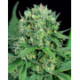 Cheese CBD Feminizada Dinafem