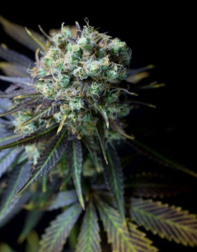 Dinamed CBD Feminizada Dinafem