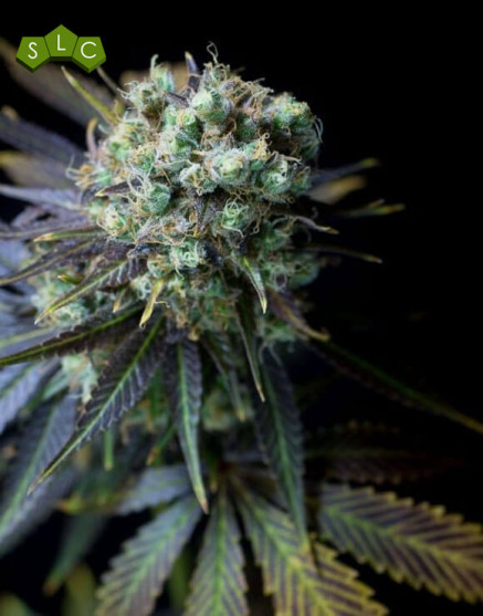 Dinamed CBD Feminizada Dinafem