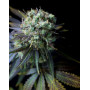 Dinamed CBD Feminizada Dinafem