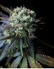 Dinamed CBD Feminizada Dinafem