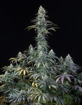 Early Amnesia CBD Feminizada Dinafem