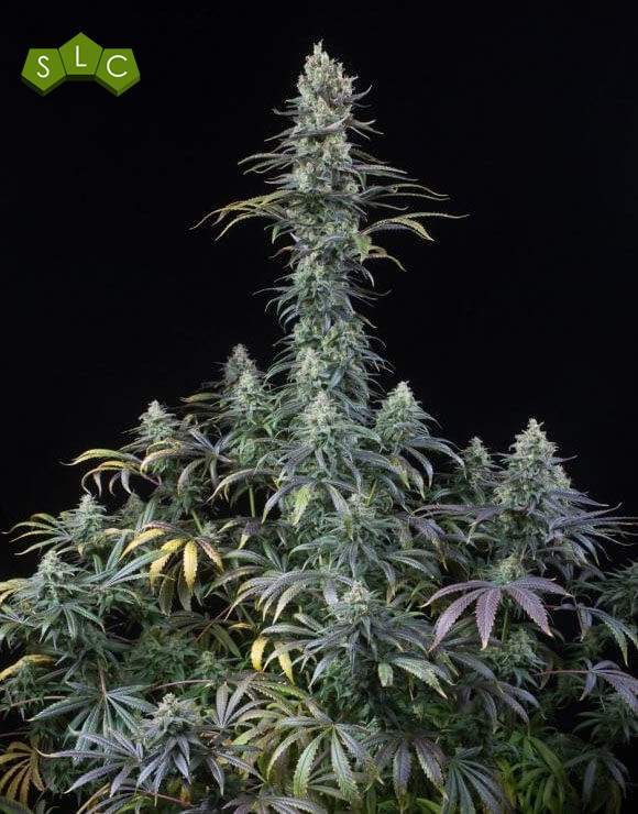 Early Amnesia CBD Feminizada Dinafem