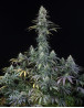 Early Amnesia CBD Feminizada Dinafem