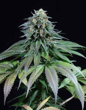 Purple Moby Dick Feminizada Dinafem