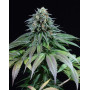Purple Moby Dick Feminizada Dinafem