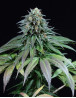 Purple Moby Dick Feminizada Dinafem